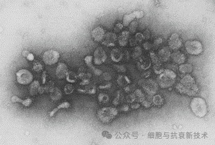 1983年第一次發現外泌體的存在
