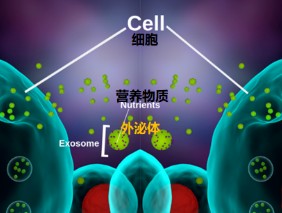 間充質干細胞外泌體在醫美領域的應用