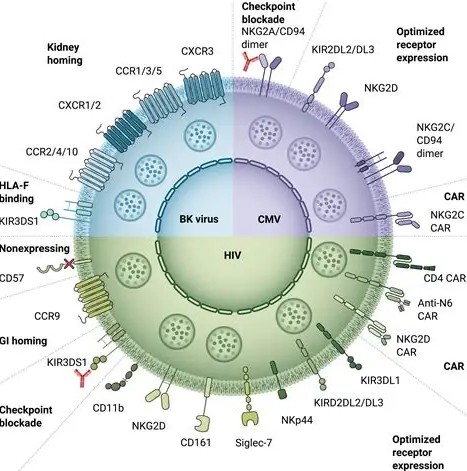 NK細(xì)胞是殺傷細(xì)胞